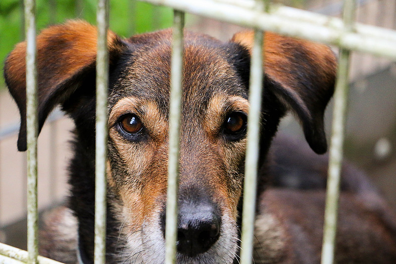 一只漂亮的混血牧羊犬正坐在收容所的栅栏后面