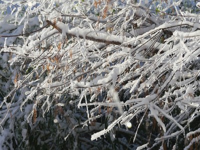 树枝上覆盖着雪