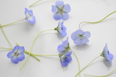 蓝色尼莫菲拉