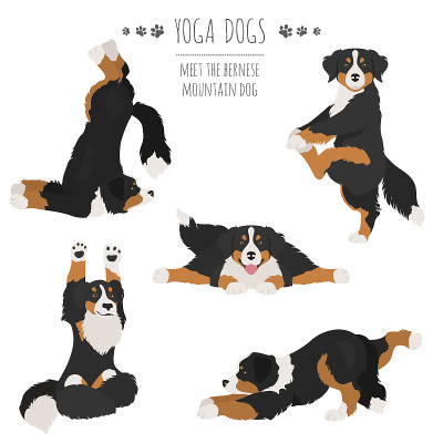瑜伽狗的姿势和锻炼。伯恩斯山地犬clipart