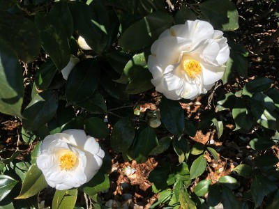 白色山茶花花