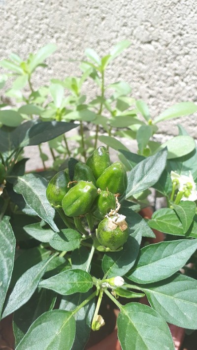 辣椒苗和小辣椒。有机蔬菜辣椒