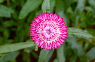 丰富多彩的strawflower(蜡菊)