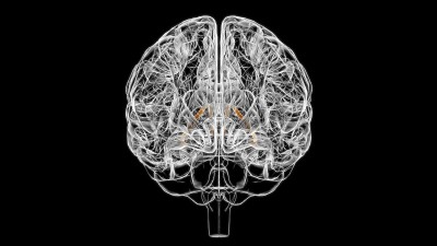医学概念3D的脑终纹解剖学