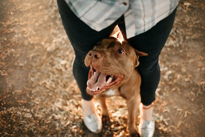快乐的美国比特斗牛梗犬夹在主人两腿之间，俯视图