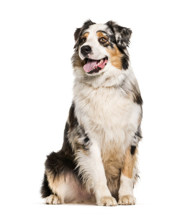 澳大利亚牧羊犬，1岁，坐在白色背景前