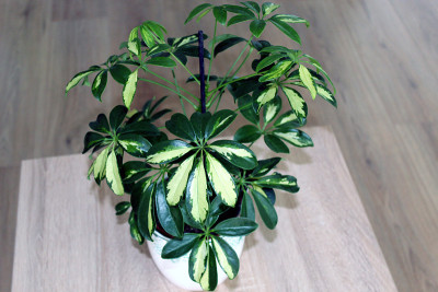 木本上孤立的木本木本植物