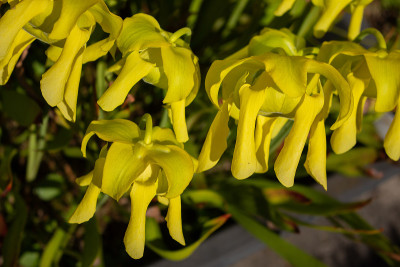 一种黄色猪笼草的花的特写，Sarracenia flava或Gelbe Schlauchpflanz