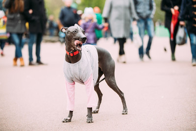 墨西哥无毛狗在城市公园玩耍。Xoloitzcuintli或简称Xolo，是一种无毛犬