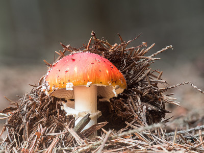 在自然环境中吸入红色伞菌。