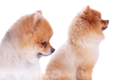 博美犬棕色短毛