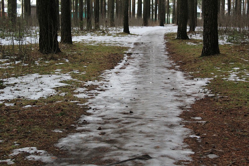 松林里的小径和积雪是霜冻的秋天