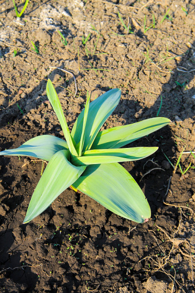 沙葱(Allium scorodoprasum)或rocambole和韩国泡菜皮大蒜是欧亚野生洋葱的