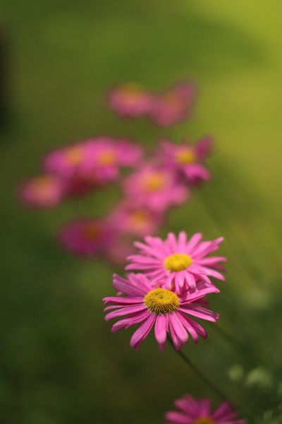 粉色和紫色的雏菊