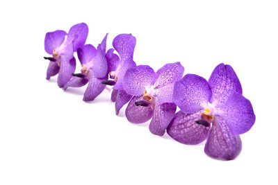 美丽的兰花孤立