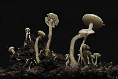 背菇(Collybia cirrhata)是一种不能食用的蘑菇