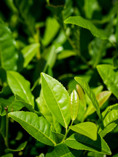 茶