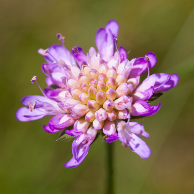 Scabiosa骨灰堂