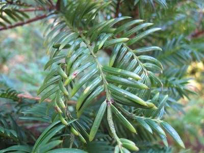 常绿的日本香榧，香榧，在夏末