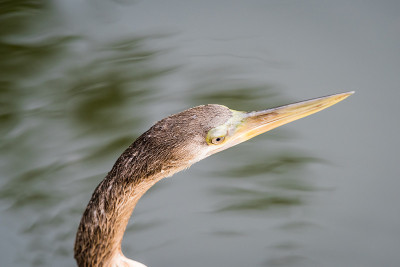 Anhinga，或水火鸡，正在晾干它的翅膀。