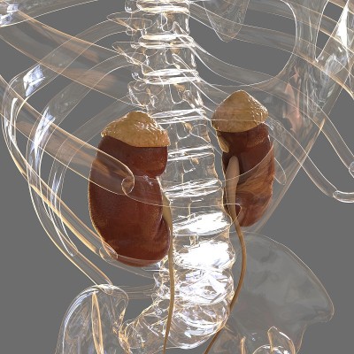 人体泌尿系统肾脏与膀胱解剖学的医学概念3D