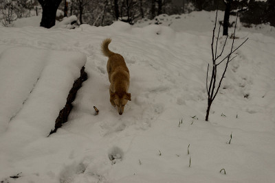 印度狗在大自然的雪地上奔跑和玩耍