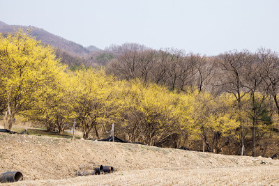 山茱萸春在三苏峪村，韩国