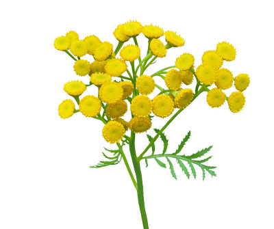 四