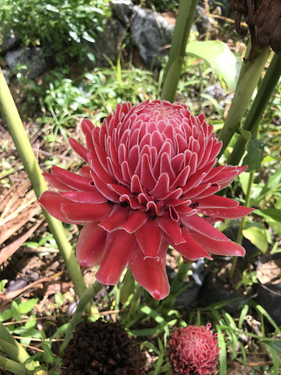 红姜百合或菲律宾蜡花。