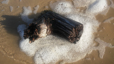 浅滩上的浮木