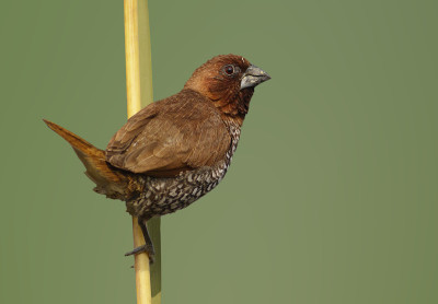 Scaly-breasted munia