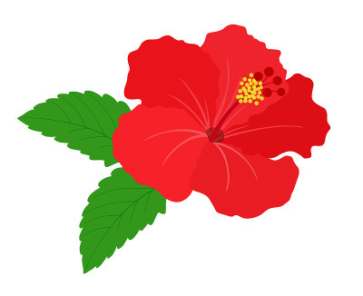 热带花木槿