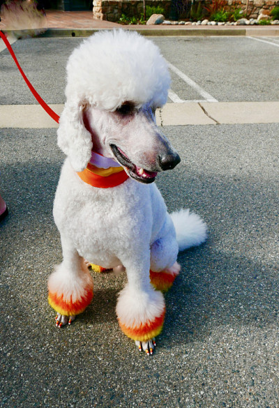 万圣节的贵宾犬