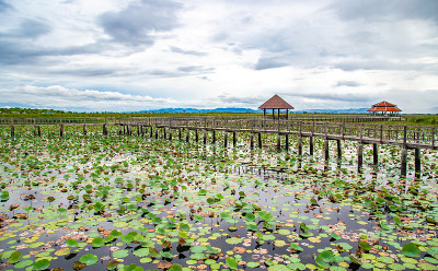Sam Roi Yot淡水沼泽，走过沼泽，在泰国Prachuap Khiri Khan的Sam Ro