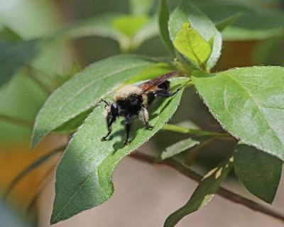 佛罗里达蜜蜂杀手