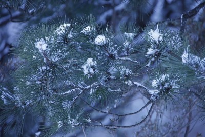 看到雪