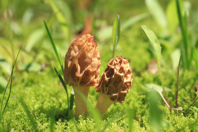 羊肚菌蘑菇