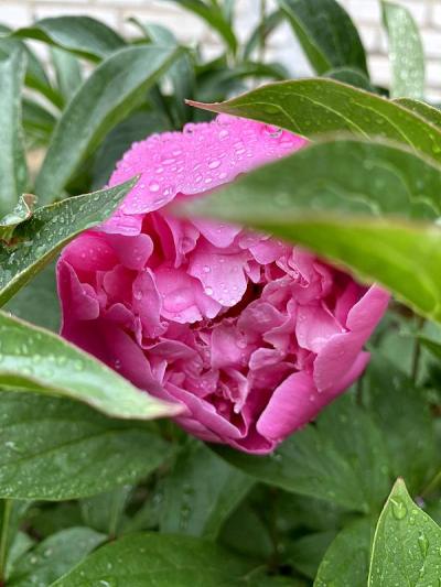雨后粉红牡丹。