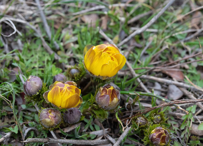 黄野鸡眼(Adonis vernalis)
