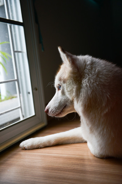 西伯利亚雪橇犬
