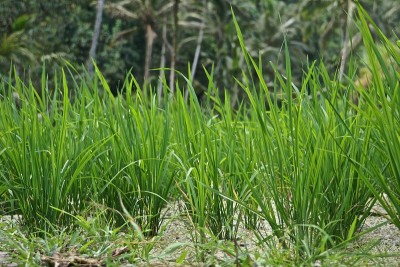 草