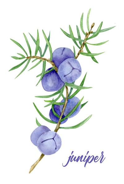 杜松子在枝上的插图