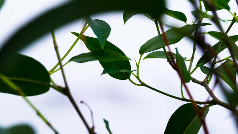 带有绿色叶子的室内植物的树枝。