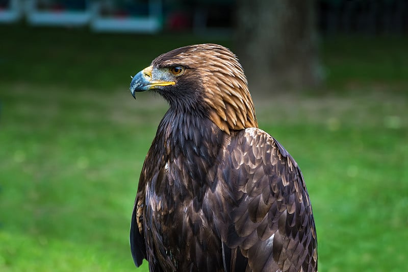 金鹰-特写肖像(Aquila chrysaetos)