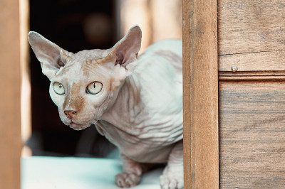 特写斯芬克斯猫