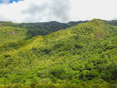 在加拉。塞舌尔丛林美景。马埃岛。非洲