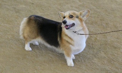 彭布罗克威尔士科基犬