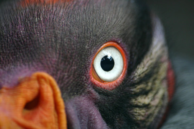 看