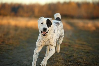 户外中亚牧羊犬肖像