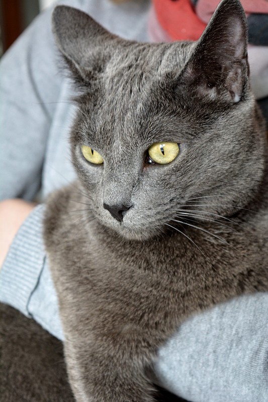 俄罗斯蓝色纯种猫手上一个人美丽的肖像